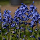 Noch ein Blümchen im Park