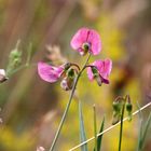 "Noch ein BLÜMCHEN von der Streuobstwiese"