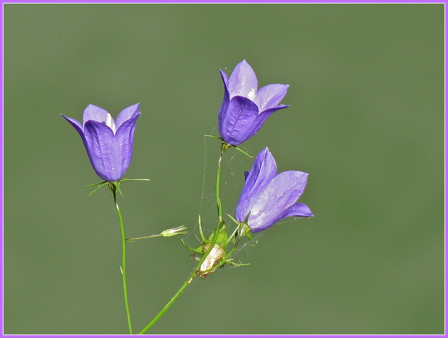 ..Noch ein Blümchen zum Siebenschläfer !!!..