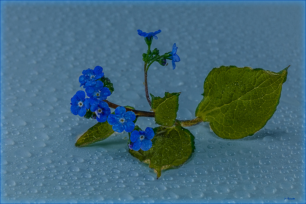 Noch ein Blümchen zum Sonntag