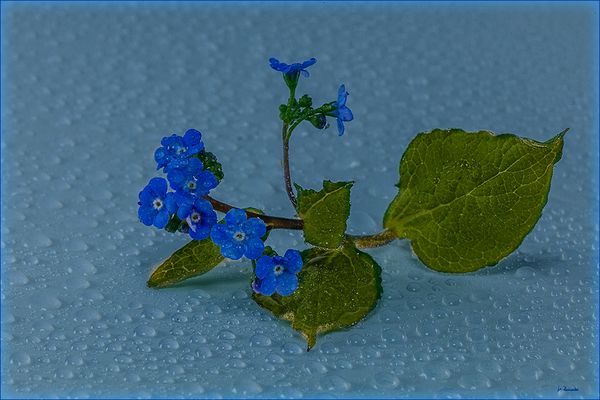 Noch ein Blümchen zum Sonntag