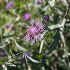 noch ein Blüte am Wegesrand