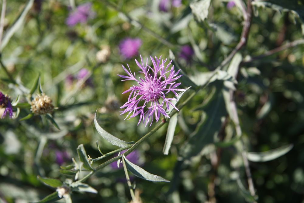 noch ein Blüte am Wegesrand