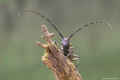 Noch ein Bock-Bild