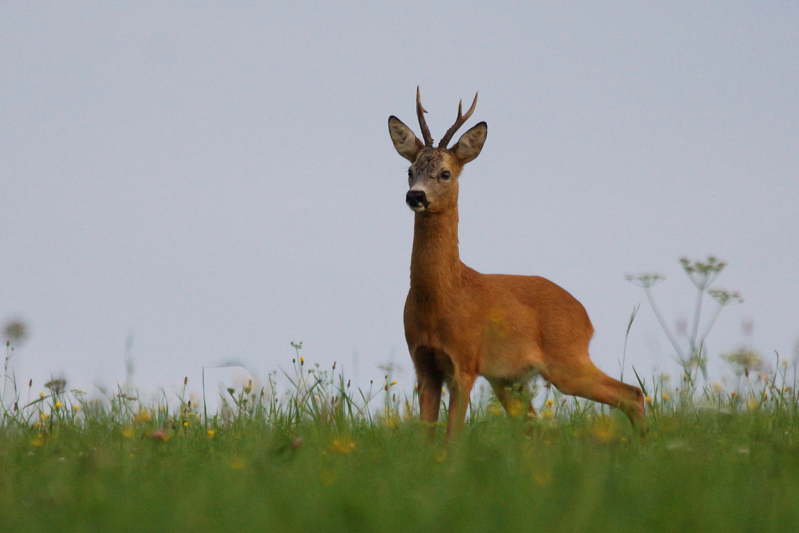 Noch ein Bock vom August in Tschechien