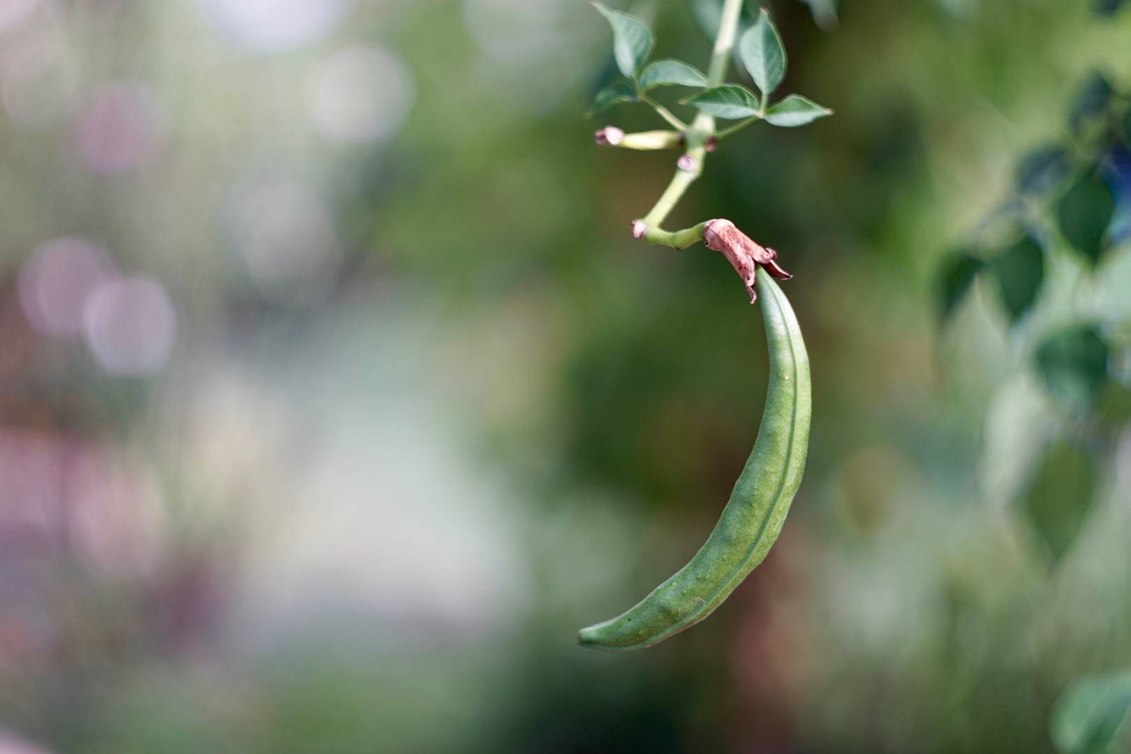 Noch ein Bokeh - "Kandidat"...