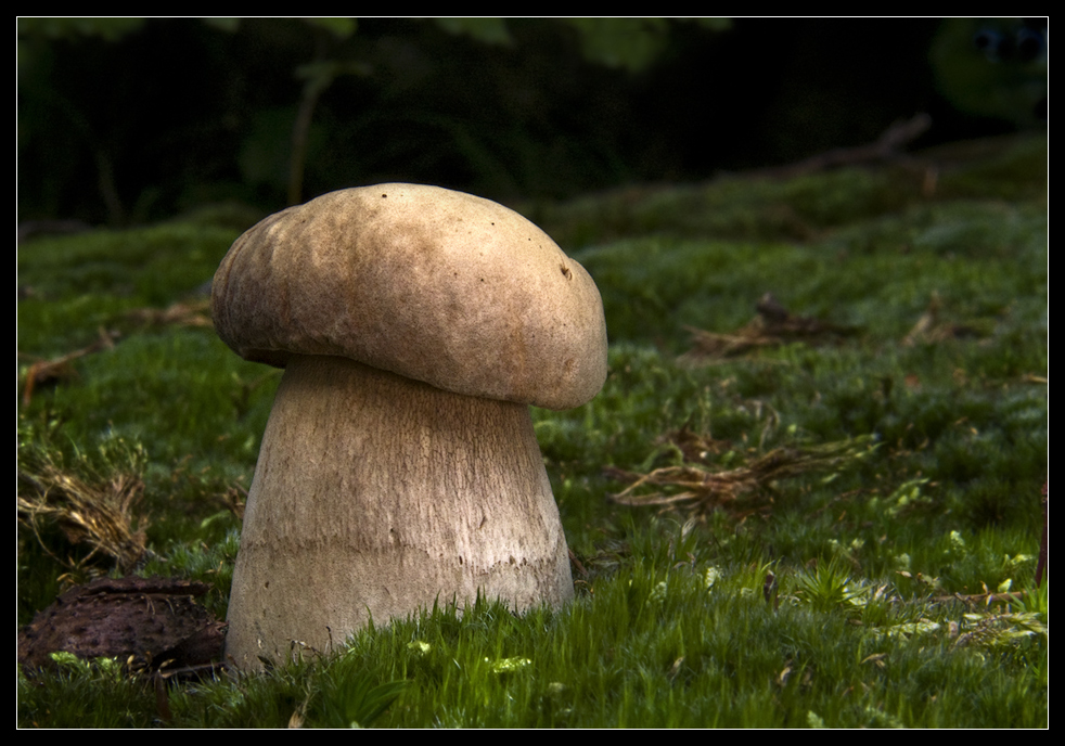 Noch ein Boletus aestivalis