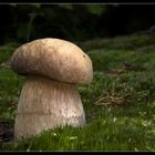 Noch ein Boletus aestivalis