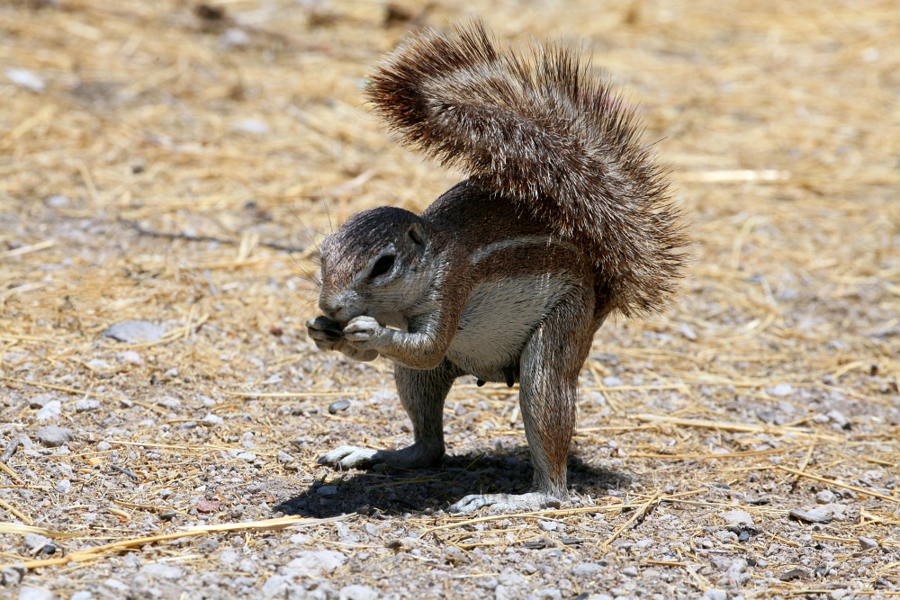 Noch ein Borstenhörnchen