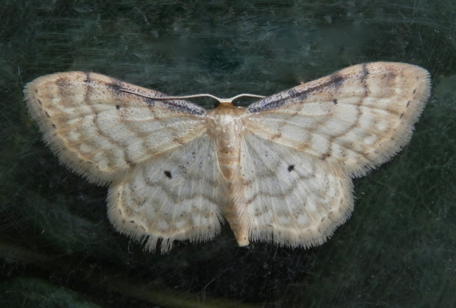 Noch ein Braunrandiger Zwergspanner (Idaea humiliata)