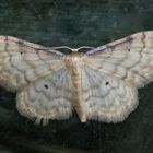 Noch ein Braunrandiger Zwergspanner (Idaea humiliata)