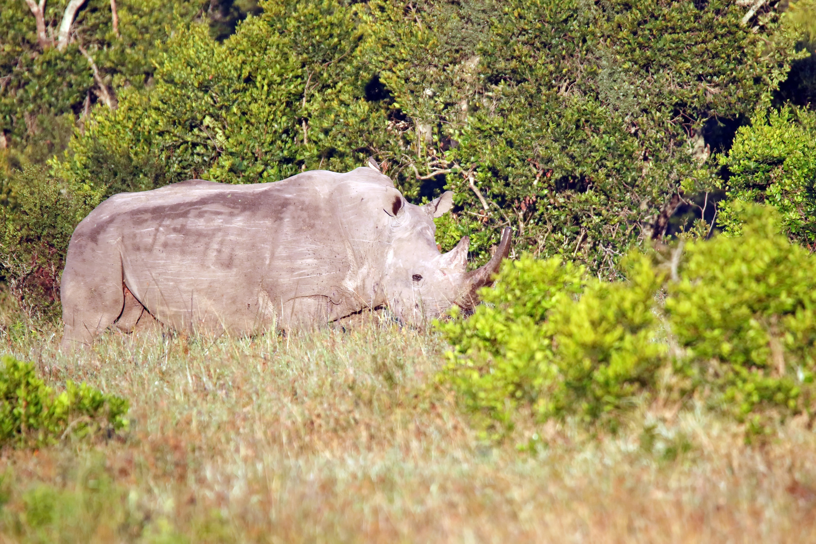 noch ein Breitmaulnashorn