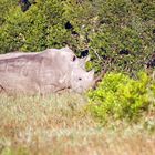 noch ein Breitmaulnashorn