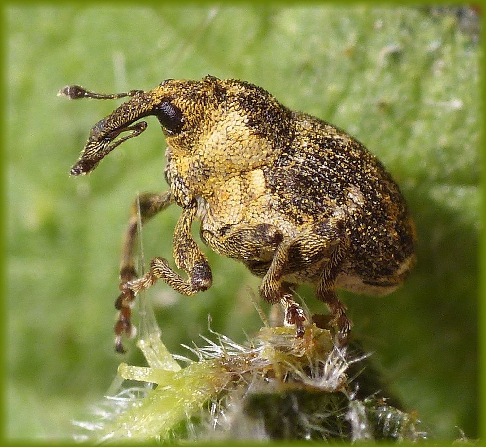 Noch ein Brennesselrüssler (Nedyus quadrimaculatus) auf einer Großen Brennessel