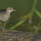 noch ein Bruchwasserläufer