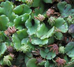 Noch ein Brunnenlebermoos (Marchantia polymorpha)