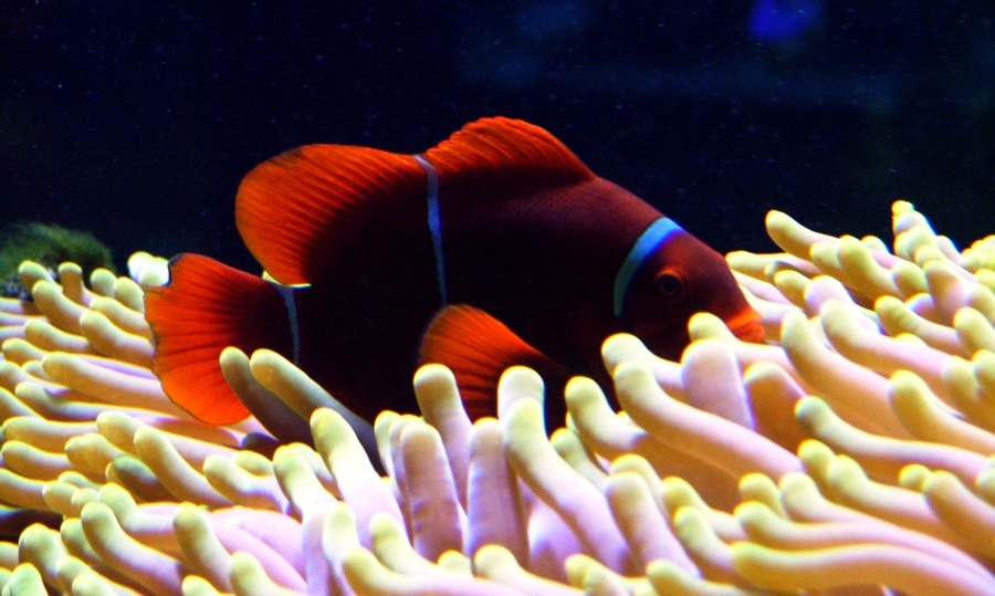 Noch ein Clownfish