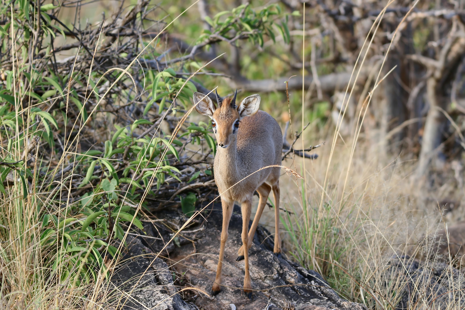 noch ein Dikdik