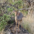 noch ein Dikdik