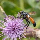 noch ein Distel-Liebhaber