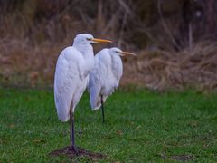 Noch ein Doppeltes Lottchen