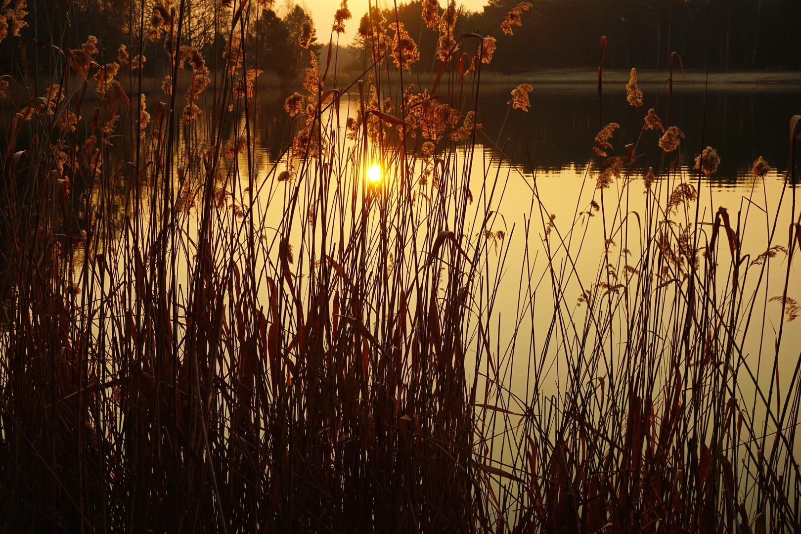 noch ein "early bird"....