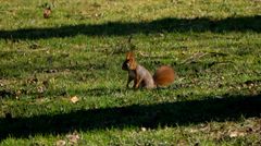 noch ein Eichhörnchen