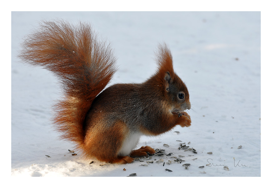 noch ein Eichhörnchen...