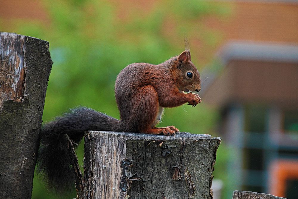 noch ein Eichhörnchen