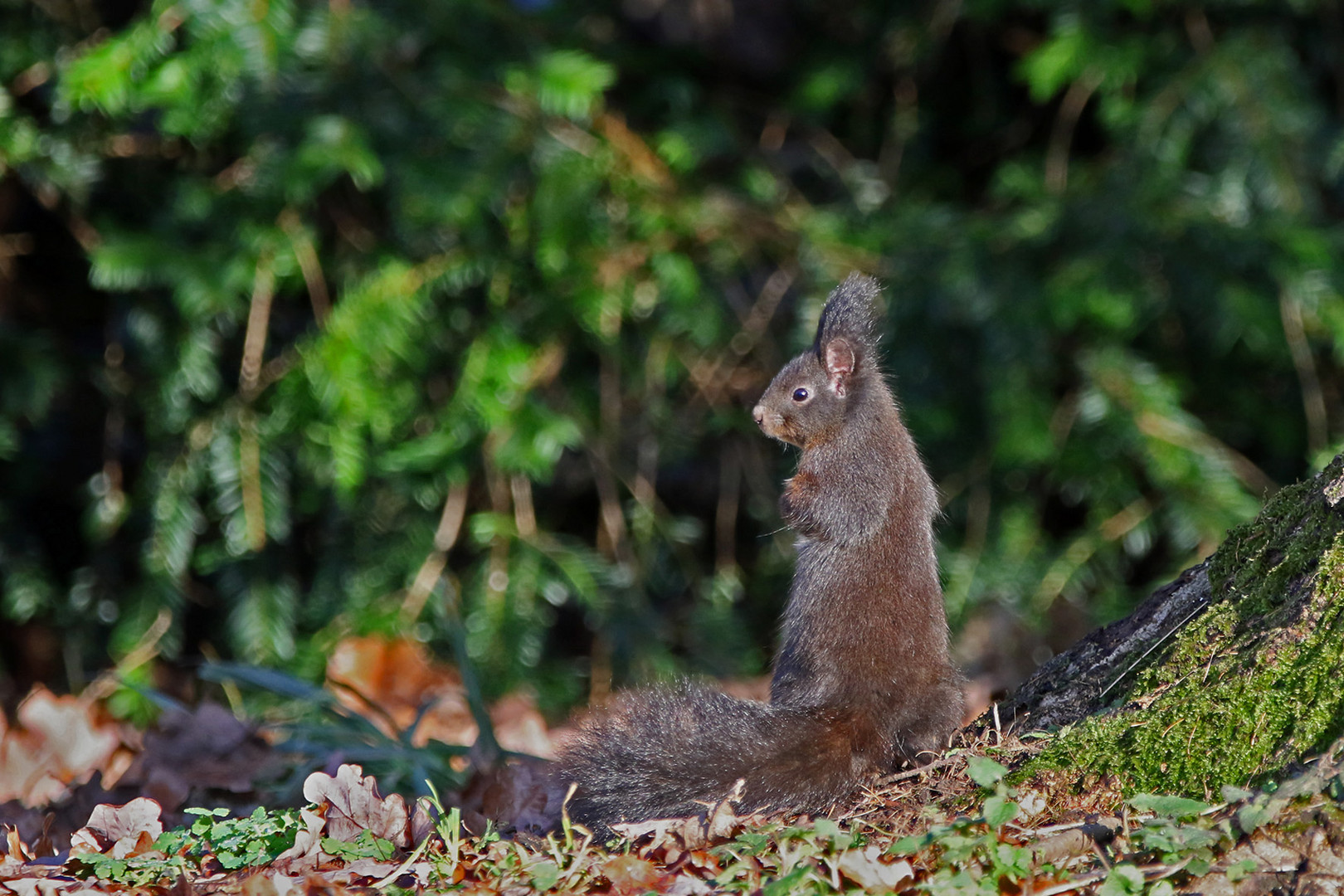 noch ein Eichhörnchen