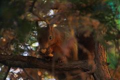 Noch ein Eichhörnchen