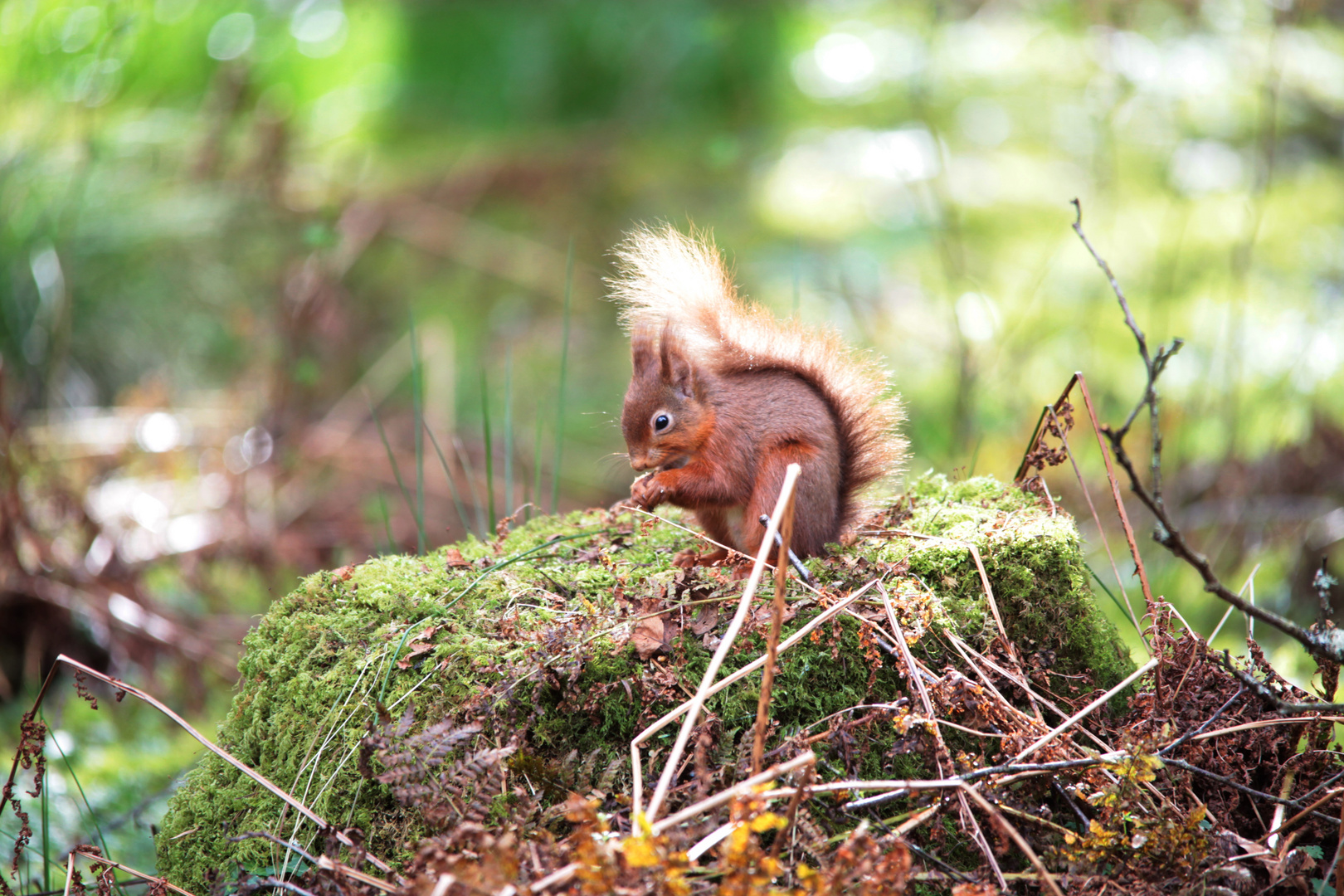 Noch ein Eichhörnchen