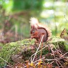 Noch ein Eichhörnchen