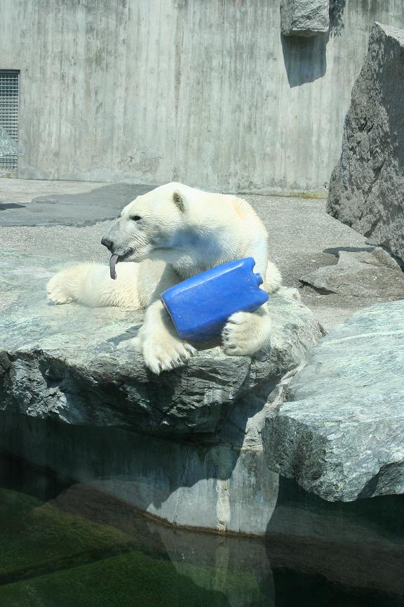 noch ein Eisbär