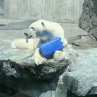 noch ein Eisbär