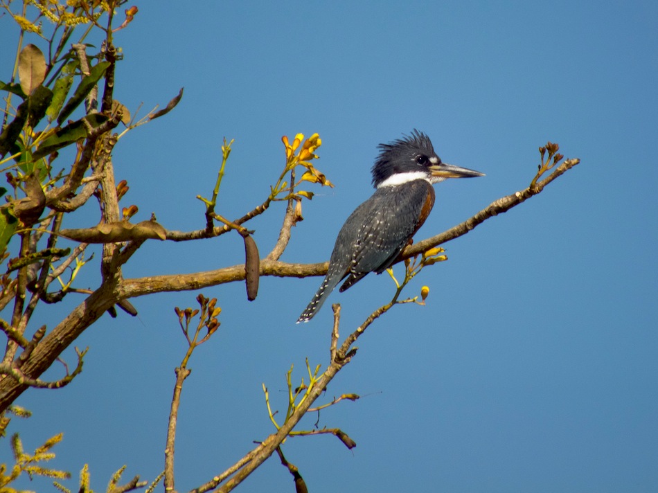 Noch ein Eisvogel