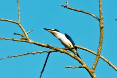 noch ein Eisvogel