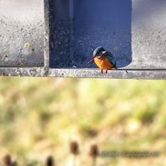 Noch ein Eisvogel-Erlebnis gestern