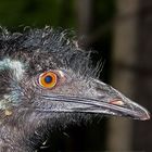 noch ein emu