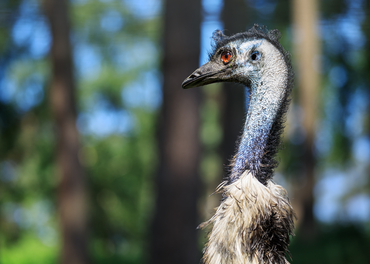 Noch ein Emu