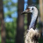 Noch ein Emu