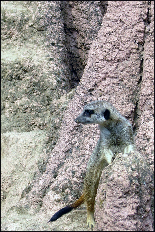 noch ein Erdmännchen..