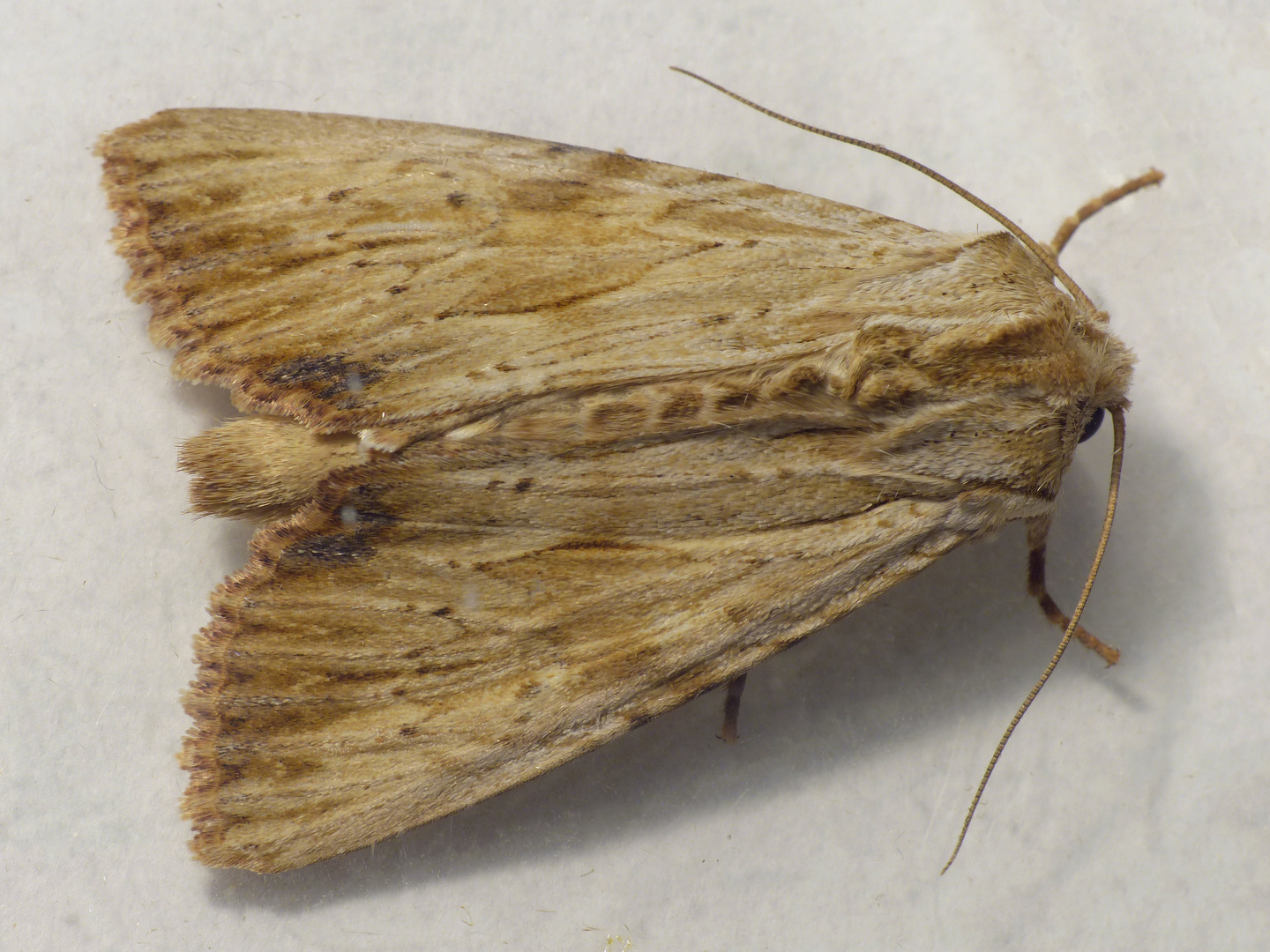 Noch ein Eulenfalter - die Weißlichgelbe Grasbüscheleule (Apamea lithoxylaea)