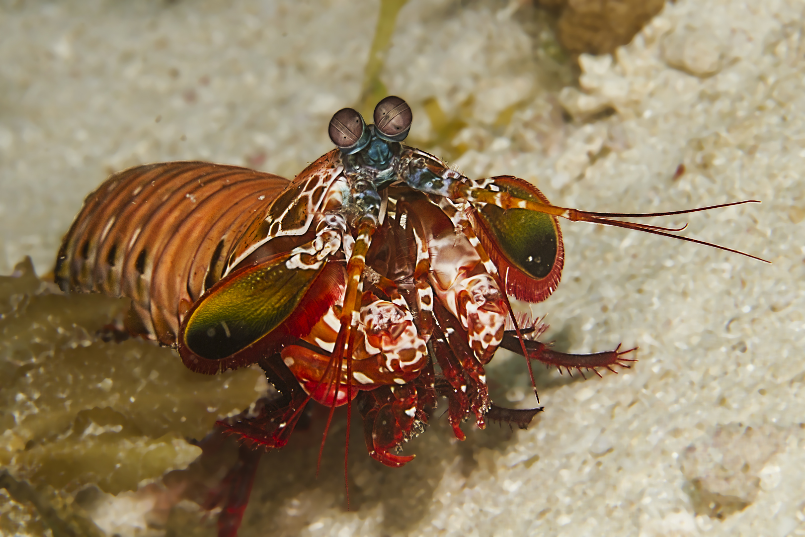 Noch ein Fangschreckenkrebs Foto &amp; Bild unterwasser, uwsalzwasser