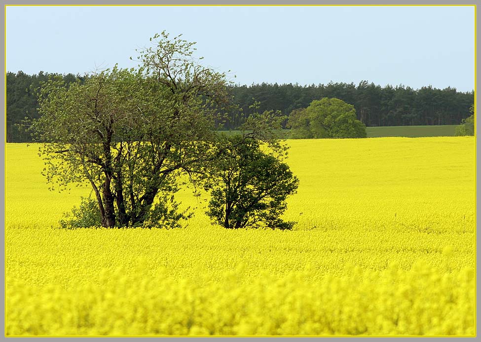 Noch ein Feld