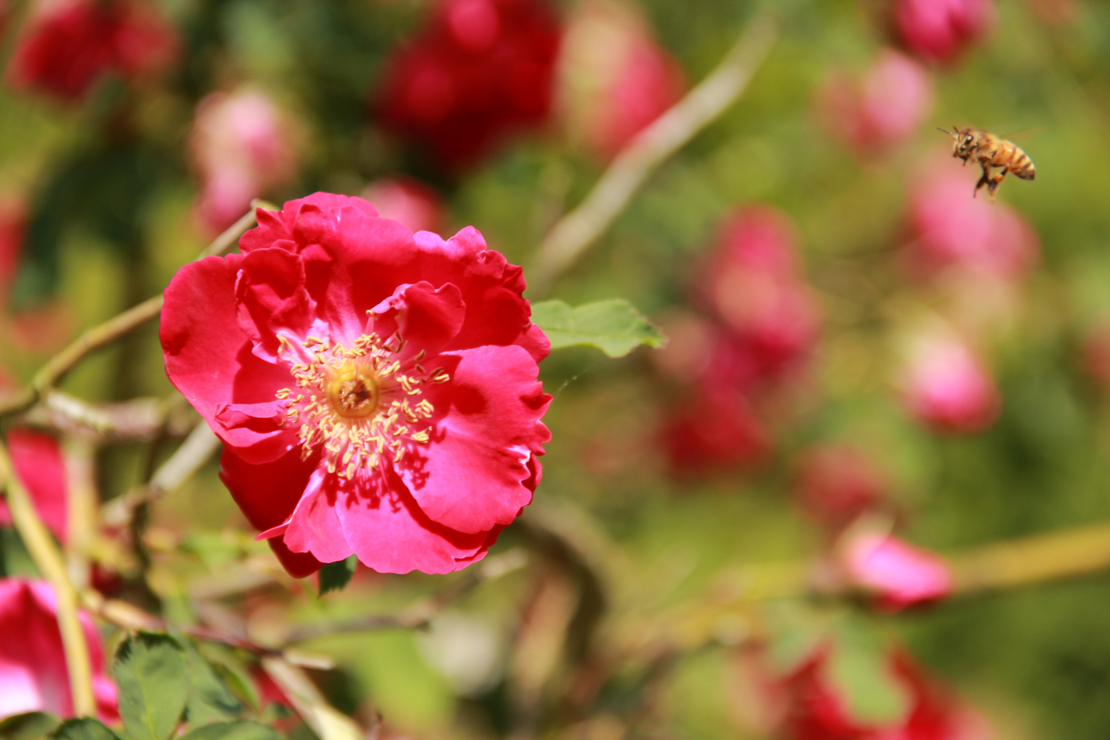 Noch ein fleissiges Bienchen