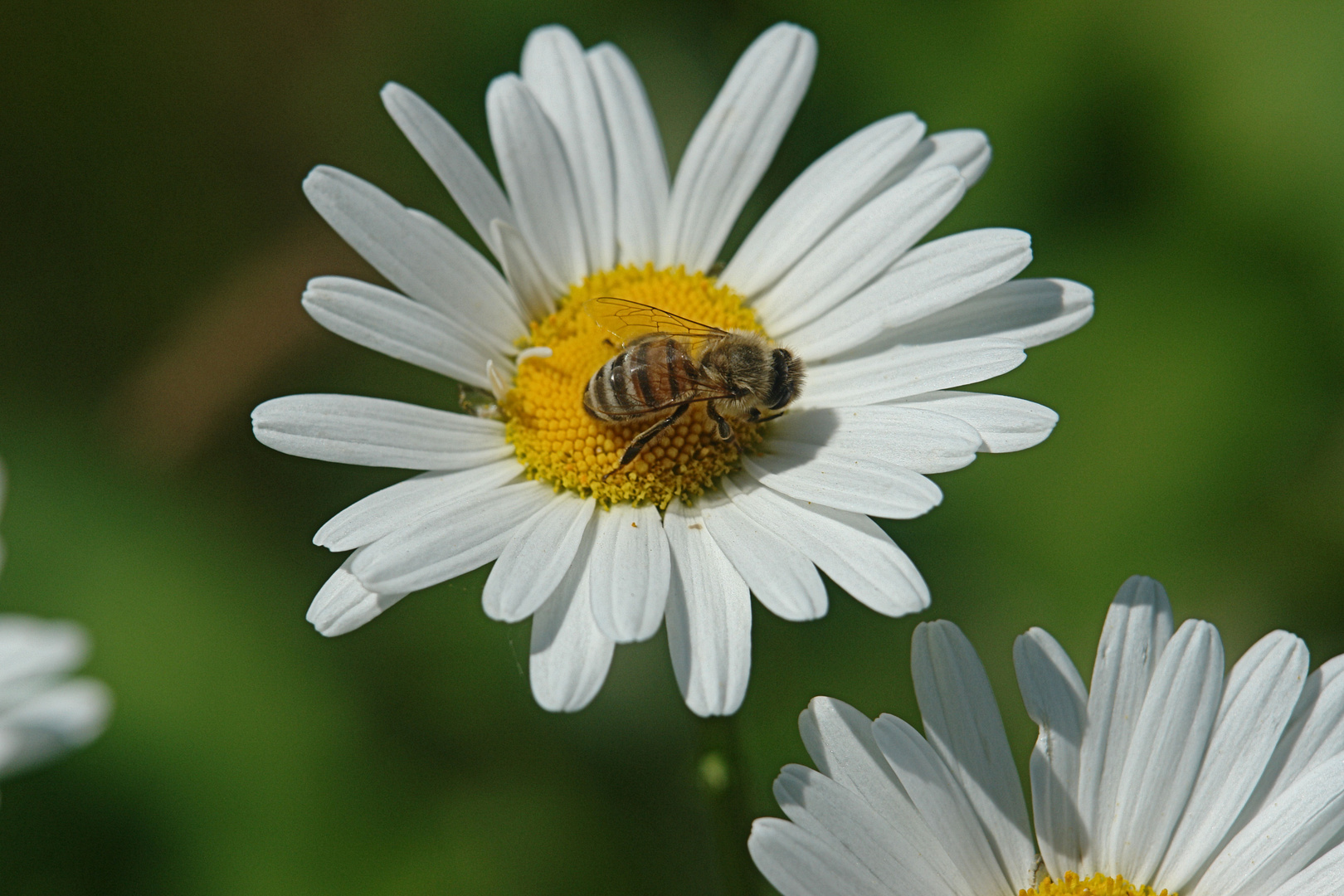 noch ein fleißiges Bienchen