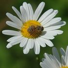 noch ein fleißiges Bienchen