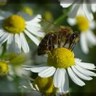 noch ein fleißiges Bienchen