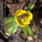 Noch ein fleißiges Bienchen